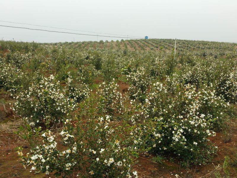 孟冬的油茶花，素裹群山嬌艷